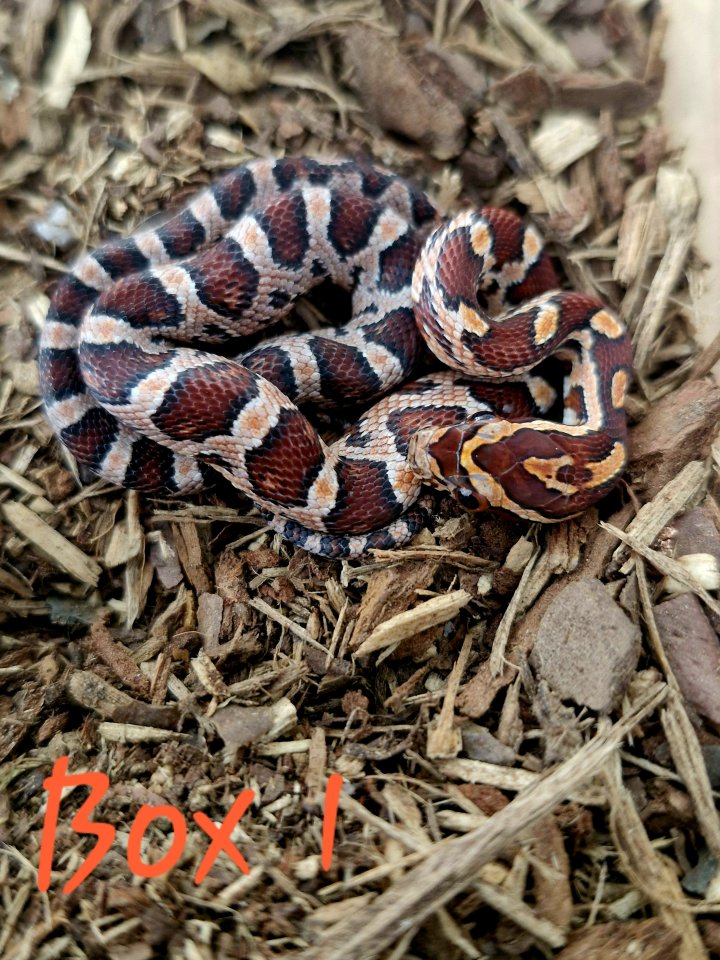 Kornatternachwuchs 2025 - Schlangen - Harzgerode