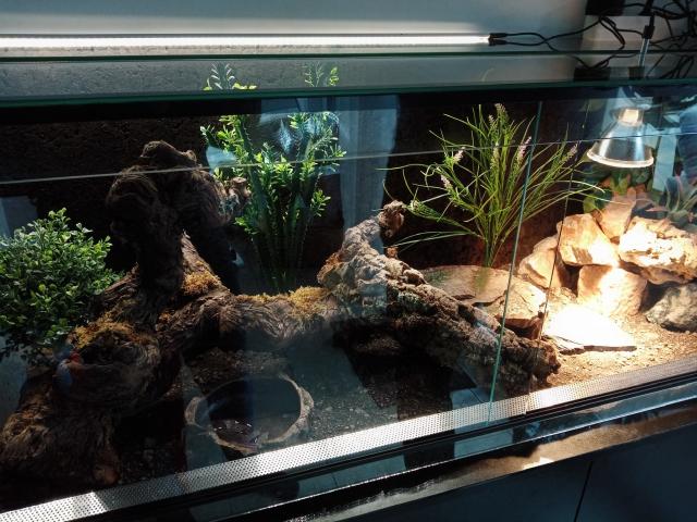 Leopardgeckos inklusive Terrarium und Zubehör - Gecko - Nürnberg