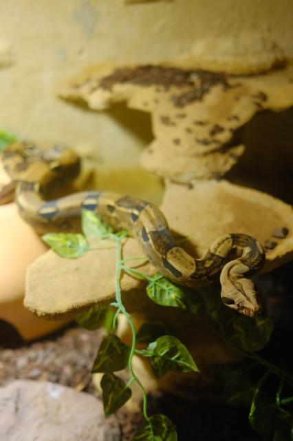 Boa Constrictor Imperator Männchen, 4 Jahre alt - Schlangen Boa - München