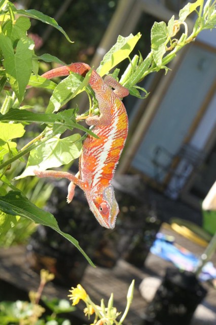Furcifer Pardalis Ambilobe abzugeben - Chamaeleon - Oberhaching