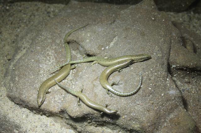 Chalcides ocellatus, Gefleckter Walzenskink 0,0,5 - Sonstige Reptilien - Köln