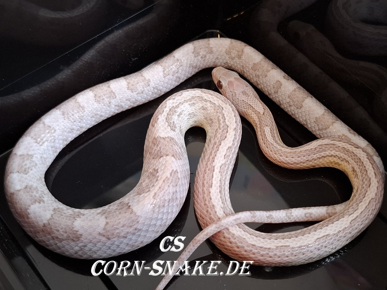Ice Ghost het. Hypo, Terrazzo Kornnatter, Cornsnake - Schlangen - Dortmund