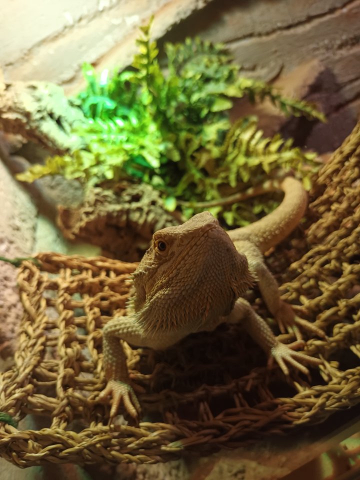 Bartagame männlich - Bartagame - Kirchhain