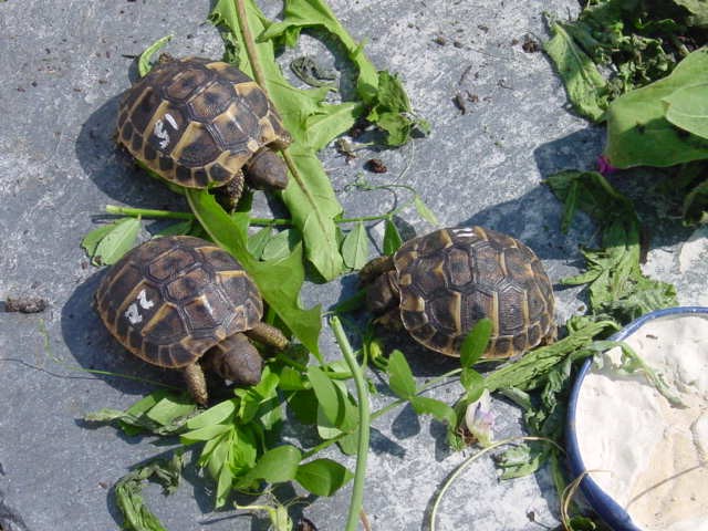 Griechische Landschildkröten / Thh - Schildkroeten - Moers