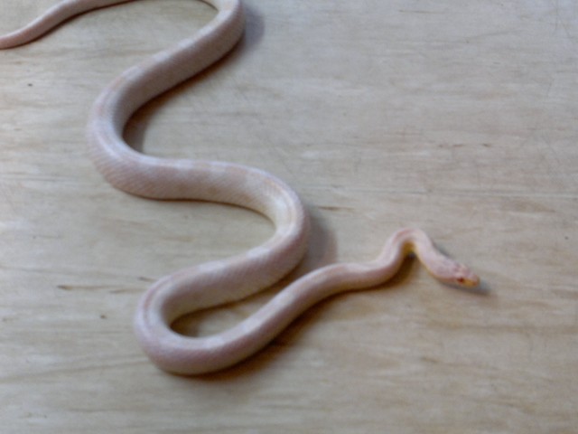 Kornnatterbock Snow - Schlangen Natter - Gütersloh