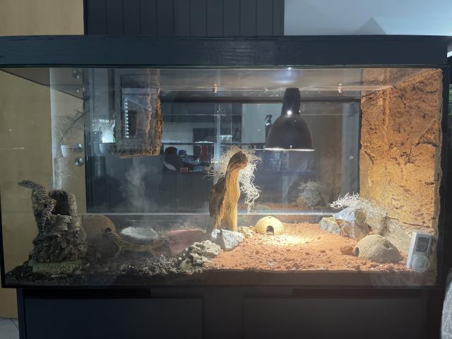 Leopardgeckos & Terarrium - Gecko - Garching