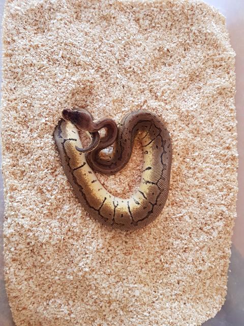 Königspython - Python regius 0.2 Lemon Blast / Classic inkl. viel Zubehör - Schlangen Python - Nagold