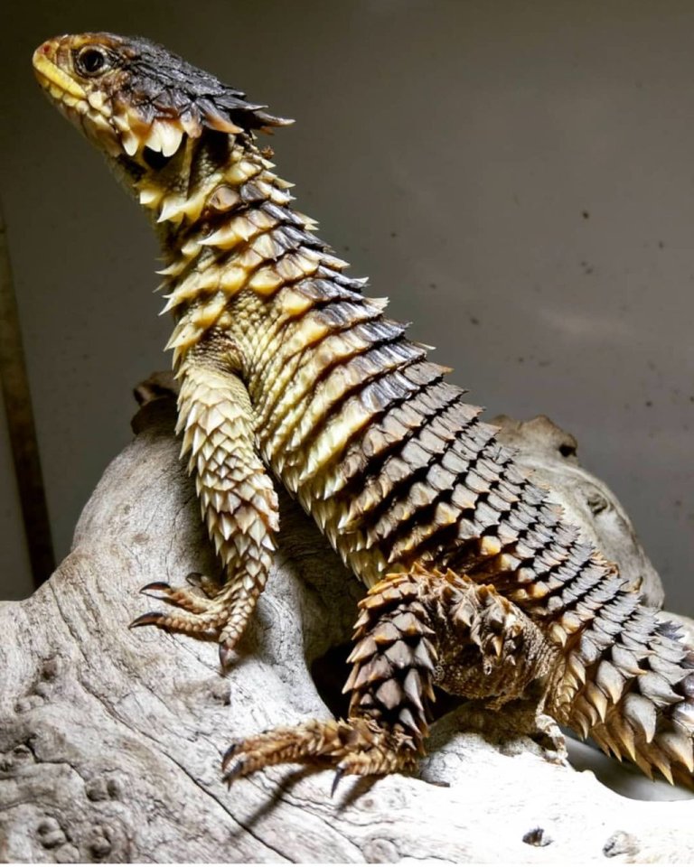 1.1 Sungazer lizard ( Smaug Giganteus) - Echsen - Paris