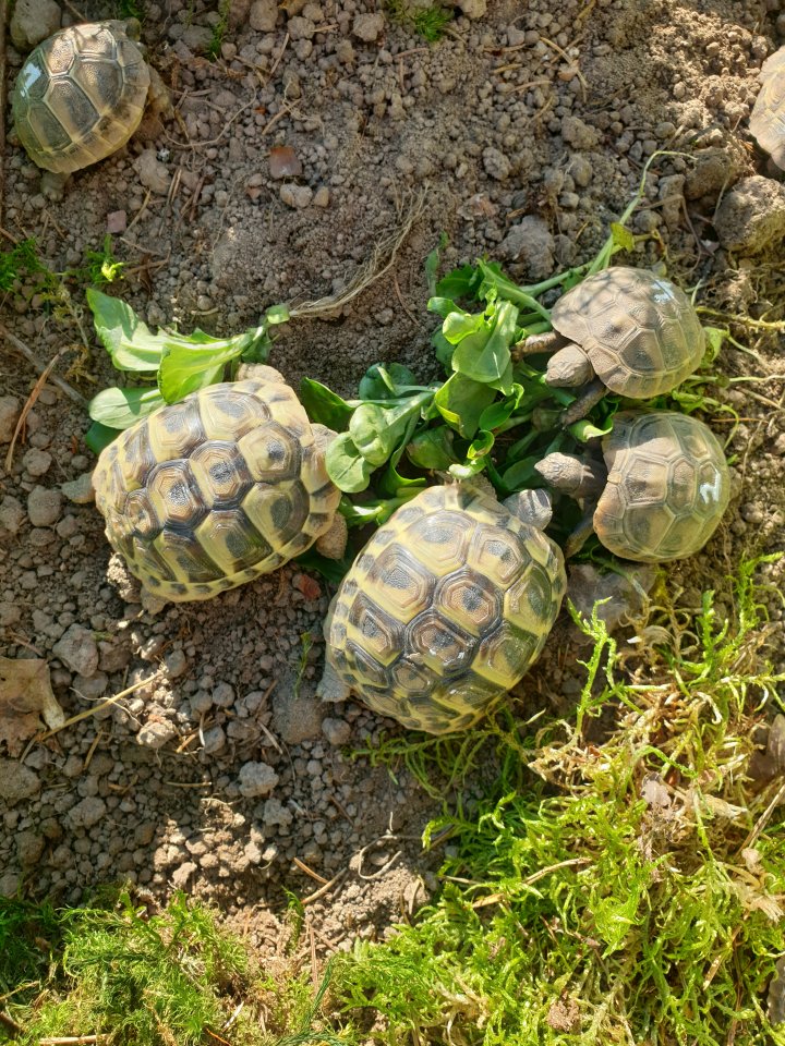 Griechische Landschildkröten 2025 - Schildkroeten - Kirchroth
