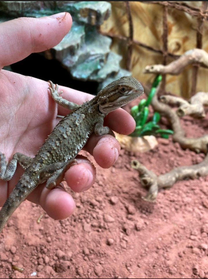 Zwergbartagame männlich - Bartagame - Tating