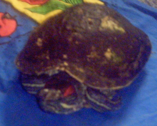 Abgabe - Schildkroeten - Eisenach/ Gotha