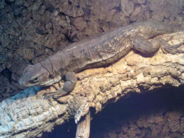 Dornschwanzleguan - Echsen - Rehhorst
