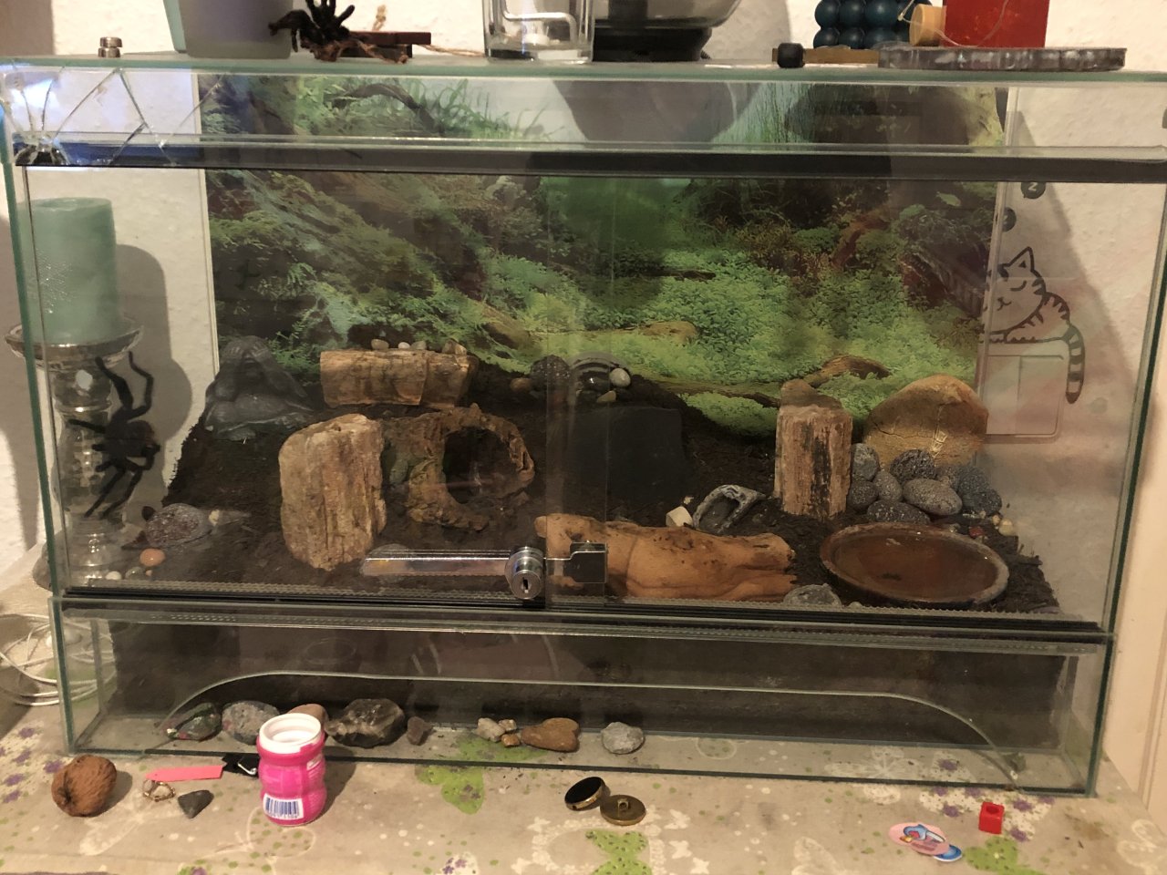 Vogelspinne Brachypelma vagans - Sonstige Reptilien - Berlin