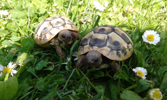 Griechische Landschildkröten - Schildkroeten - Bell