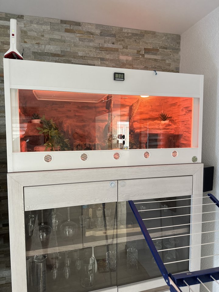 Königspyhton mit Kunststoffterrarium und Technik - Schlangen - Frickenhausen 