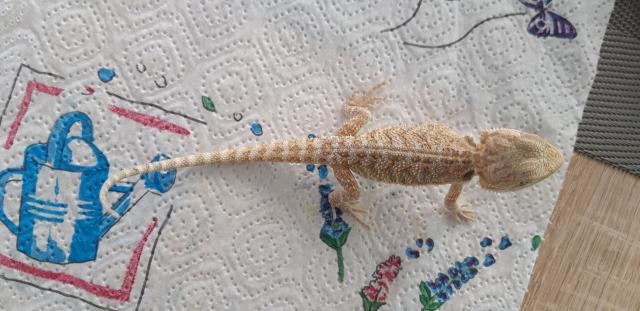 Bartagame Progona Viticeps 8 Wochen jung - Bartagame - Deutschland
