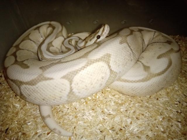 Königspythons - Schlangen Python - Engen