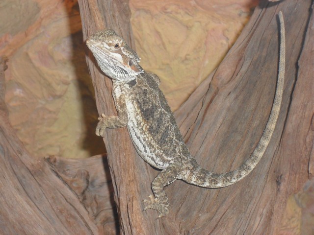 Bartagamen weibchen 6-7 monate alt gegen futterspende abzugeben oder tausch - Bartagame Farbbartagame - Tegernsee