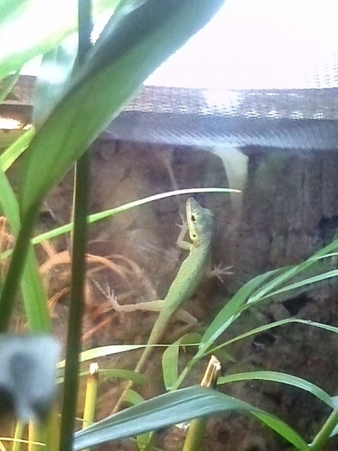 Nachzucht Blaue Anolis roquet summus abzugeben - Anolis - Calw