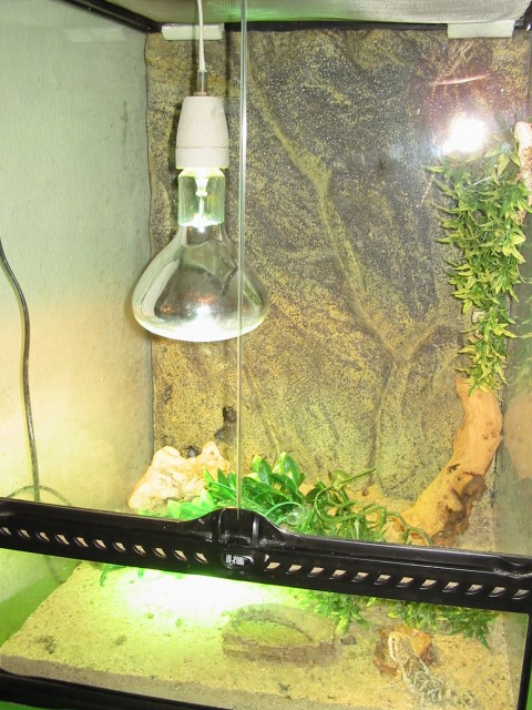 ExoTerra Terrarium 60x40x40 - Terrarien - Hürth