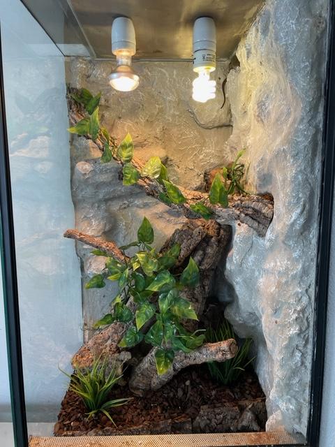 Terrarium 50x50x100 mit Besatz (2x Goldgecko (Pärchen), 1x Tokay) VB 110.-€ - Terrarien - Hergensweiler