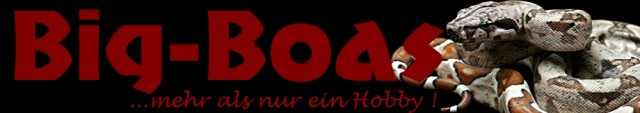 Verschiedene Boa c. imperator Arten - Schlangen Boa - Maßbach