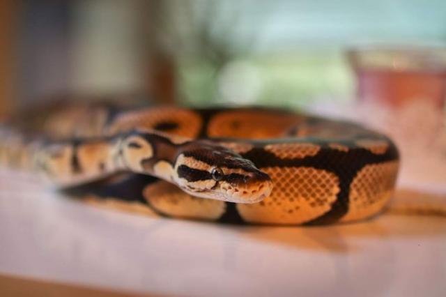 Königspython Pastell (Python regius) - Schlangen Python - kirchlinteln
