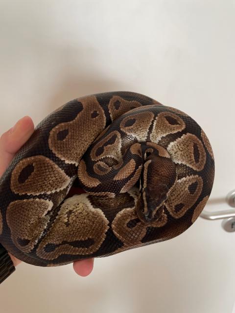 Königspython inklusiveTerrarium - Schlangen Python - Usingen (Hessen)