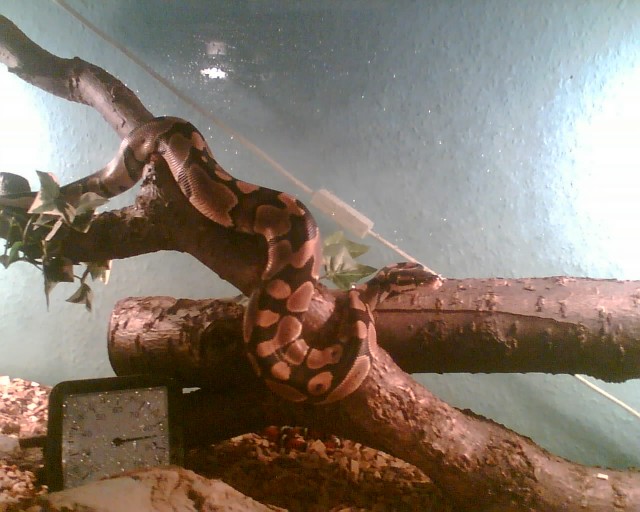 Python regius 0.1 - Schlangen Python - Herne