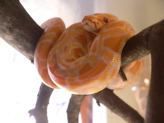 Albino Tigerpythonpärchen - Schlangen Python - Weilen