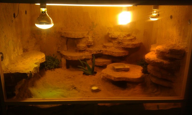 Zwerbartagamen (Weibchen und ein Männchen, 1,5 - 3 Jahre alt) - Bartagame Zwergbartagame - Dormagen, zwischen Köln und Düsseldorf