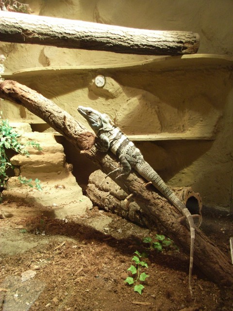 Schwarzer Leguan (ctenosaura similis) - Echsen - Weißwasser