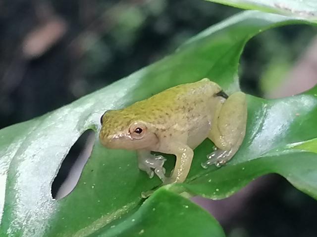 Hyperolius mitchell abzugeben - Frosch - Schwarzenberg