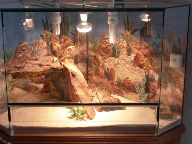Zwergbartagame mit Terrarium - Bartagame Zwergbartagame - Moers