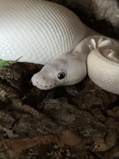 Königspython BEL - Schlangen Python - Mainburg