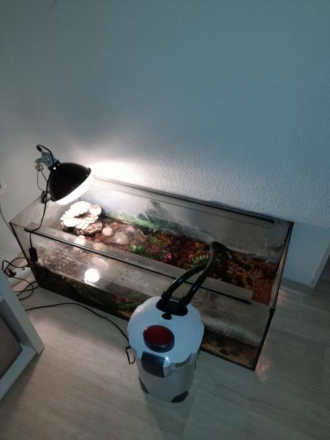 2 wasserschildkröte schlangenhalsschildkröten  - Schildkroeten - Bielefeld