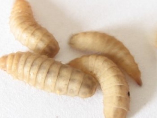 BioReps, Maden der Schwarzen Soldatenfliege Hermetia illucens - Futtertiere - Osnabrück