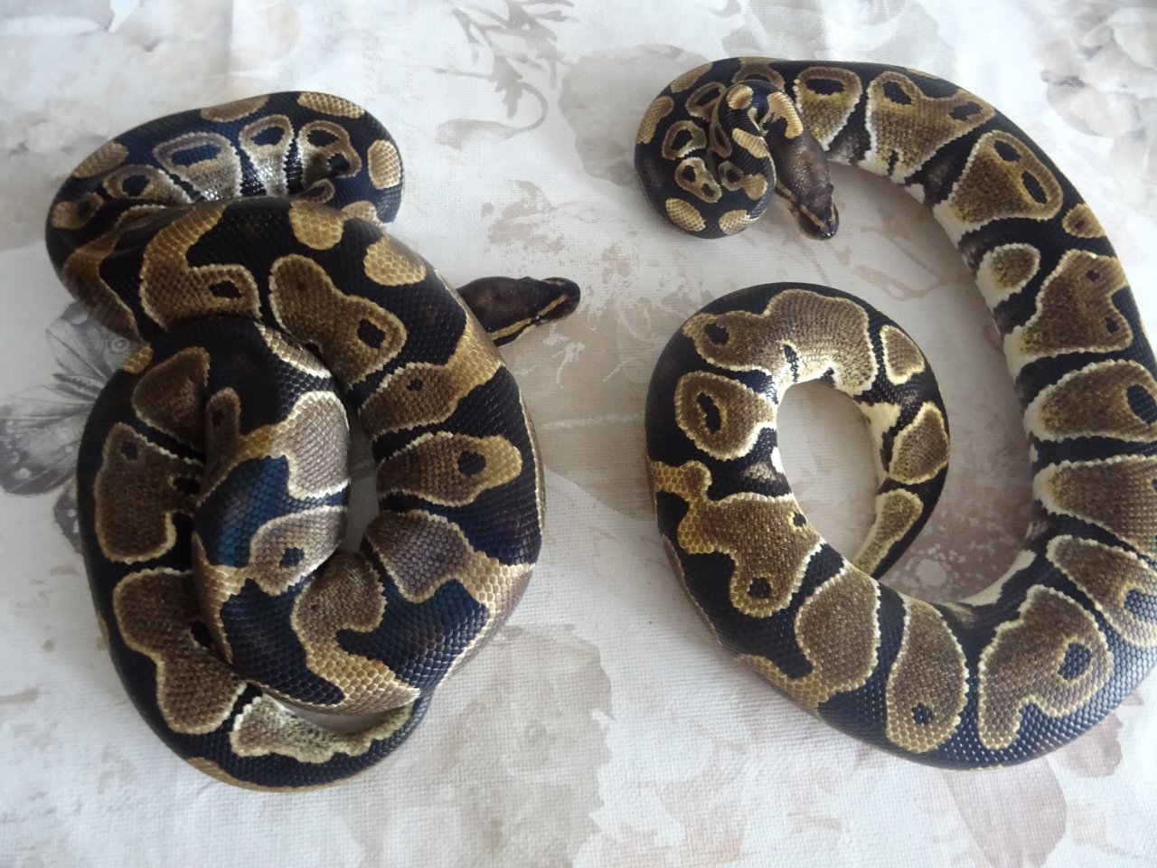 0.1 Python regius nominat het Piebald im Doppelpack - Schlangen - Gerstungen
