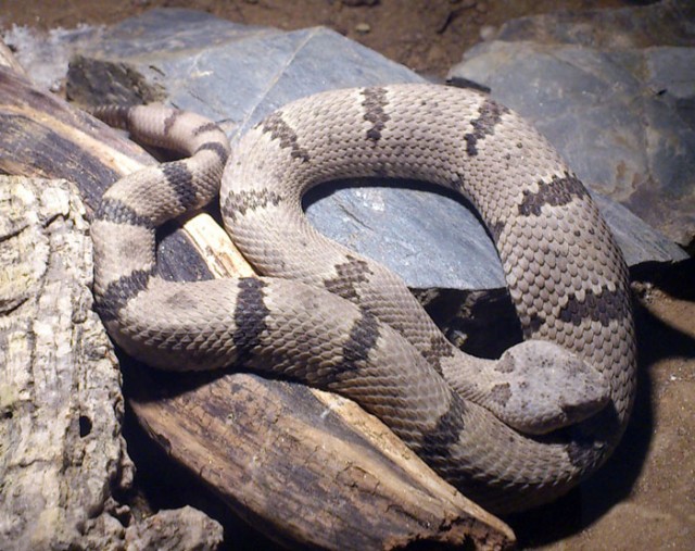 1,1 Crotalus lepidus klauberi (Felsenklapperschlange) - Schlangen Giftschlangen - Ortenberg