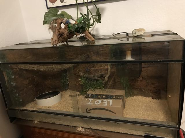3 Boa constrictor & Terrarien  - Schlangen Boa - Siegburg 