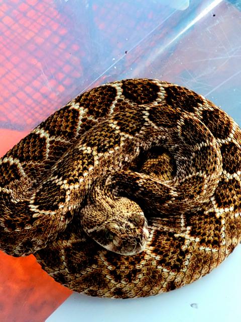 Biete eine 1.0 Crotalus atrox  - Schlangen Giftschlangen - Ketsch