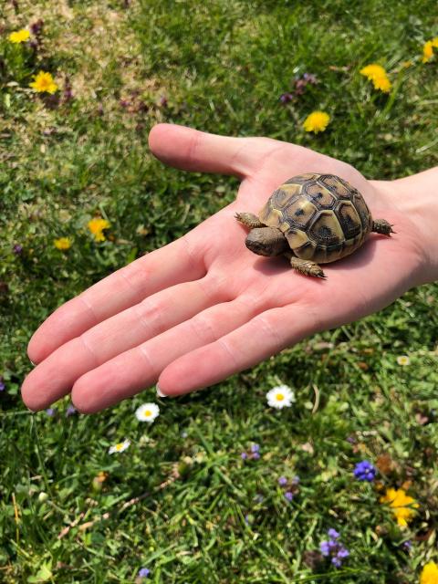 Griechische Landschildkröte  - Schildkroeten - Aidlingen