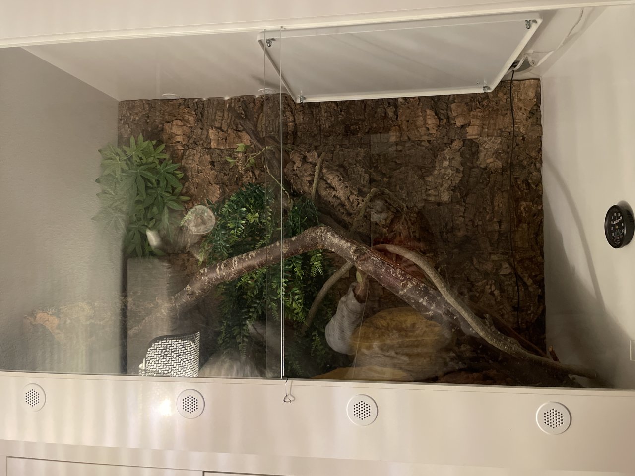 Kornnatter mit Terrarium - Schlangen - Karlsfeld