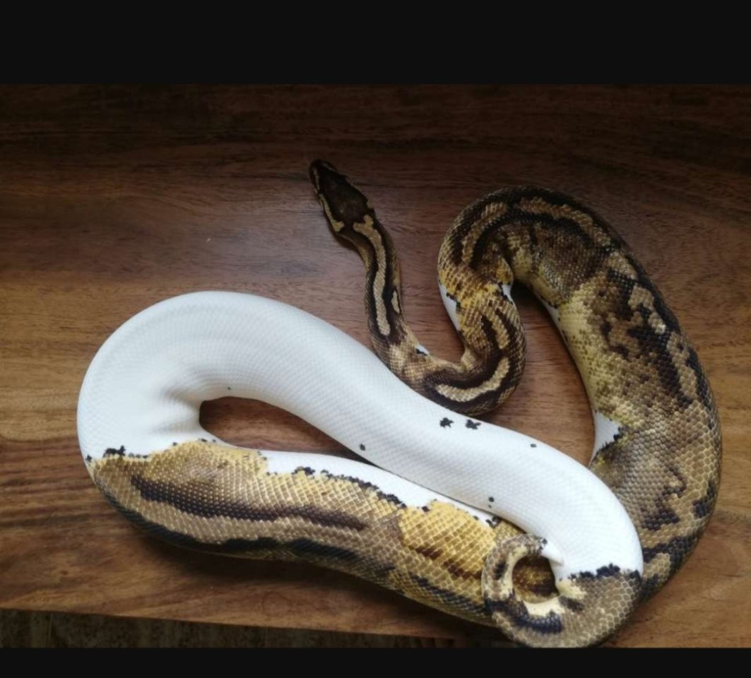 Python Regius / Königspython adult 1.1Superpastel Piebald, 0.1Pastel het. Piebal - Schlangen - Kassel