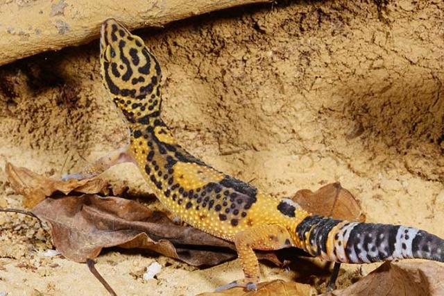 Weiblicher Leopardgecko - Gecko - München