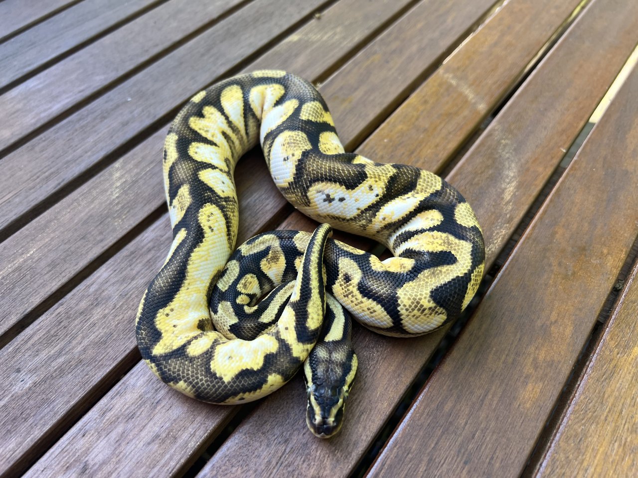 0.1 Pastel Enchi Calico - Schlangen - Oberhausen