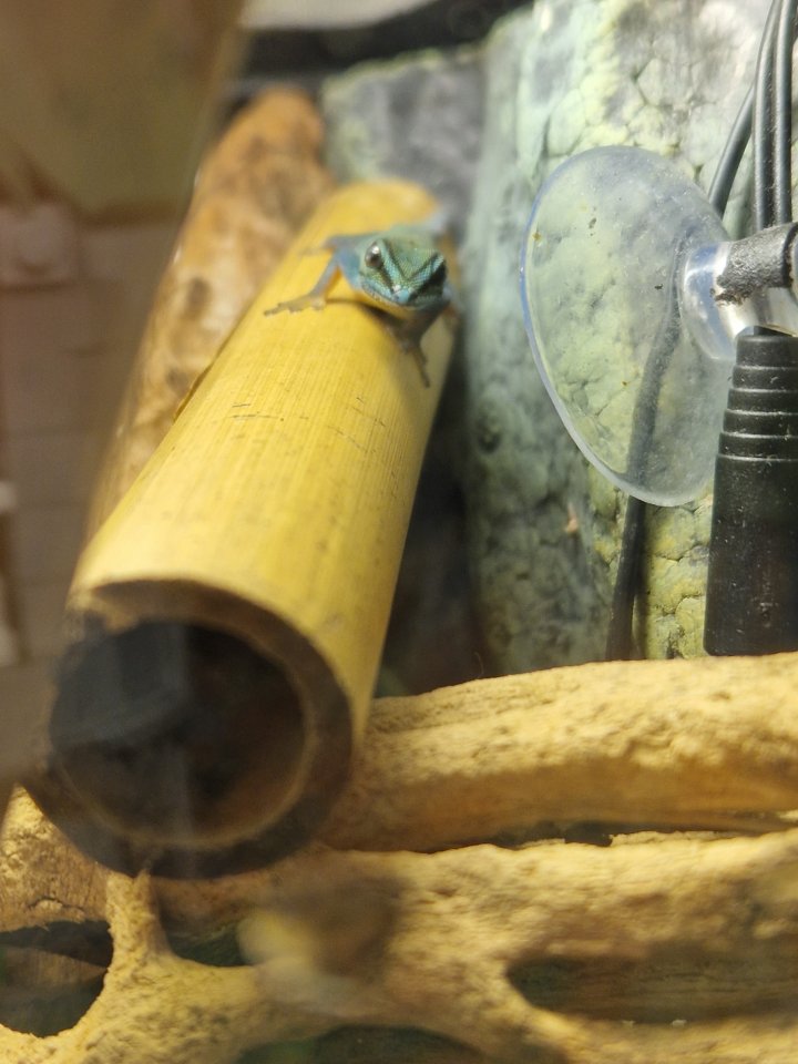 Lygodactylus williamsi Männchen 10/22 - Gecko - Wehrheim 