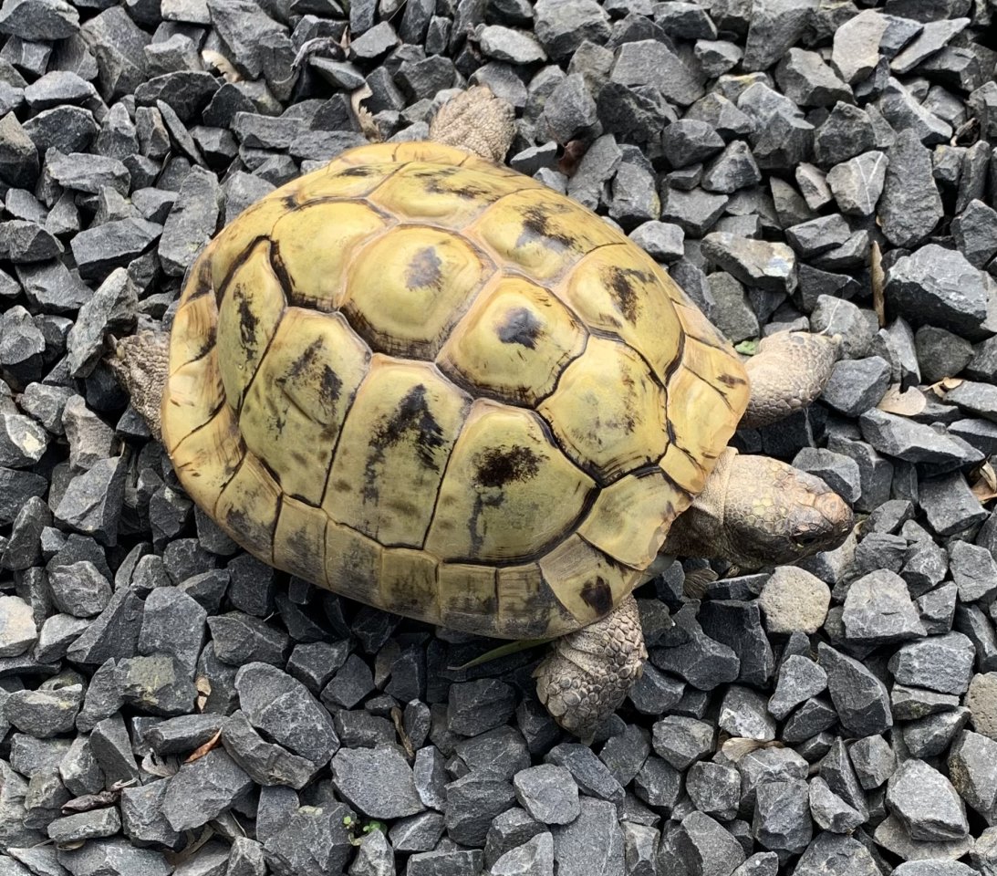 Männliche Landschildkröten (NZ 2002) abzugeben - Schildkroeten - Dormagen