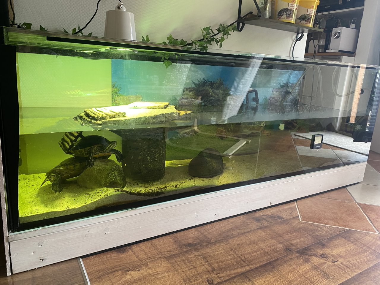 Wasserschildkröten inkl. Ausstattung - Schildkroeten - Scheyern