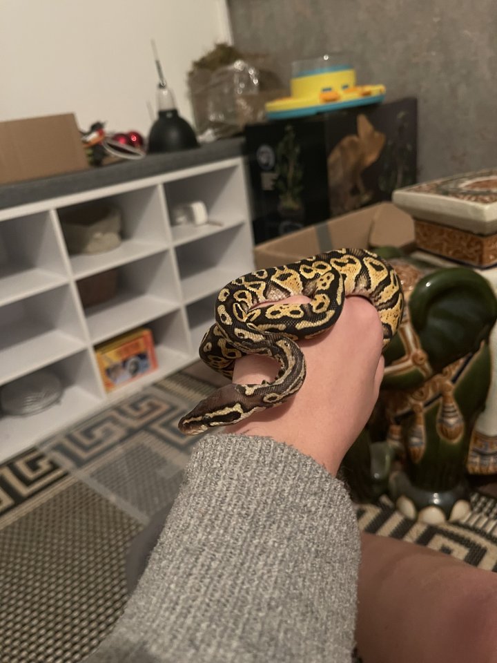 Königsphytons,Terrarium + Zubehör - Schlangen - Henfstädt